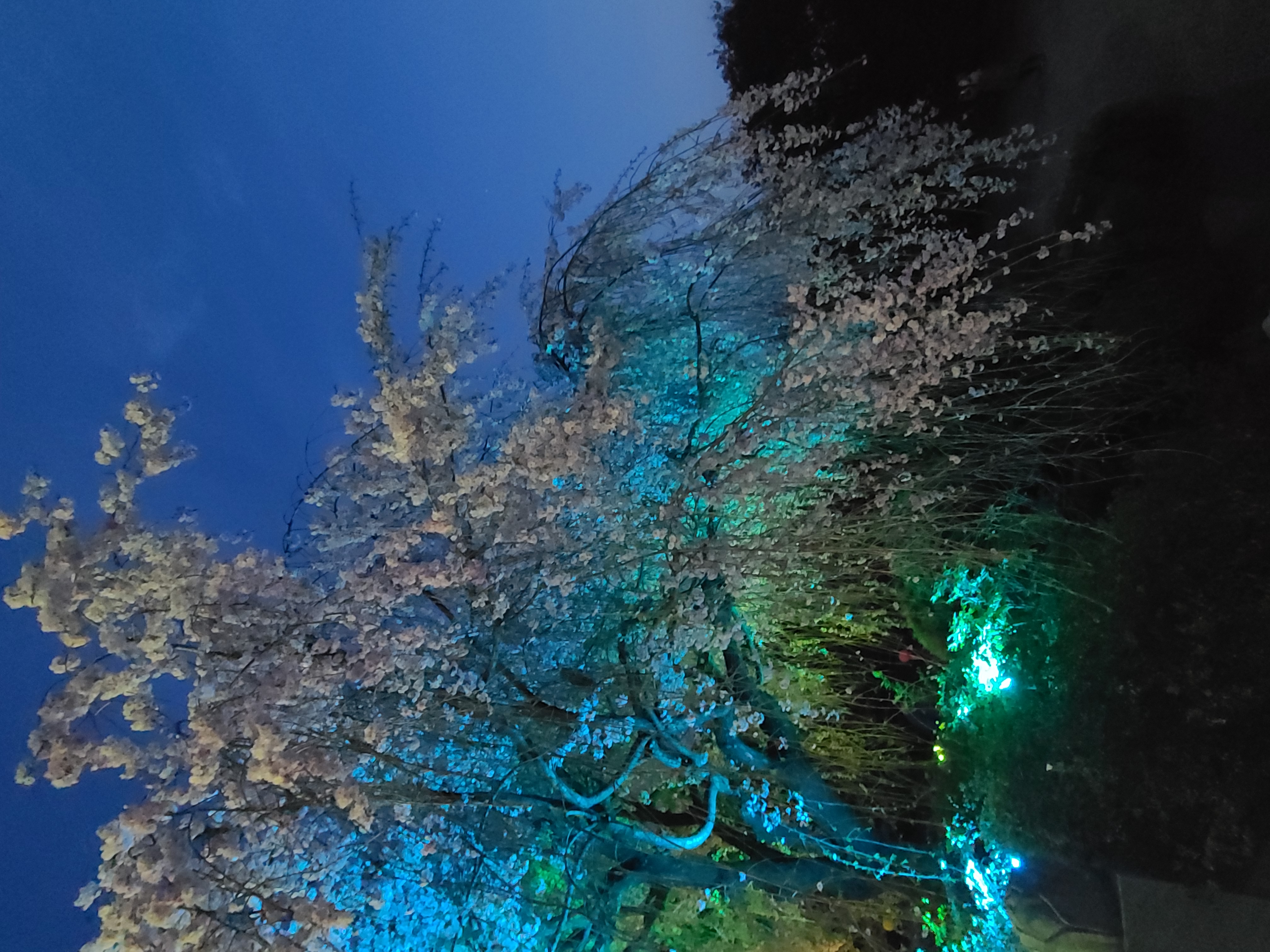 20240414_193235.jpg