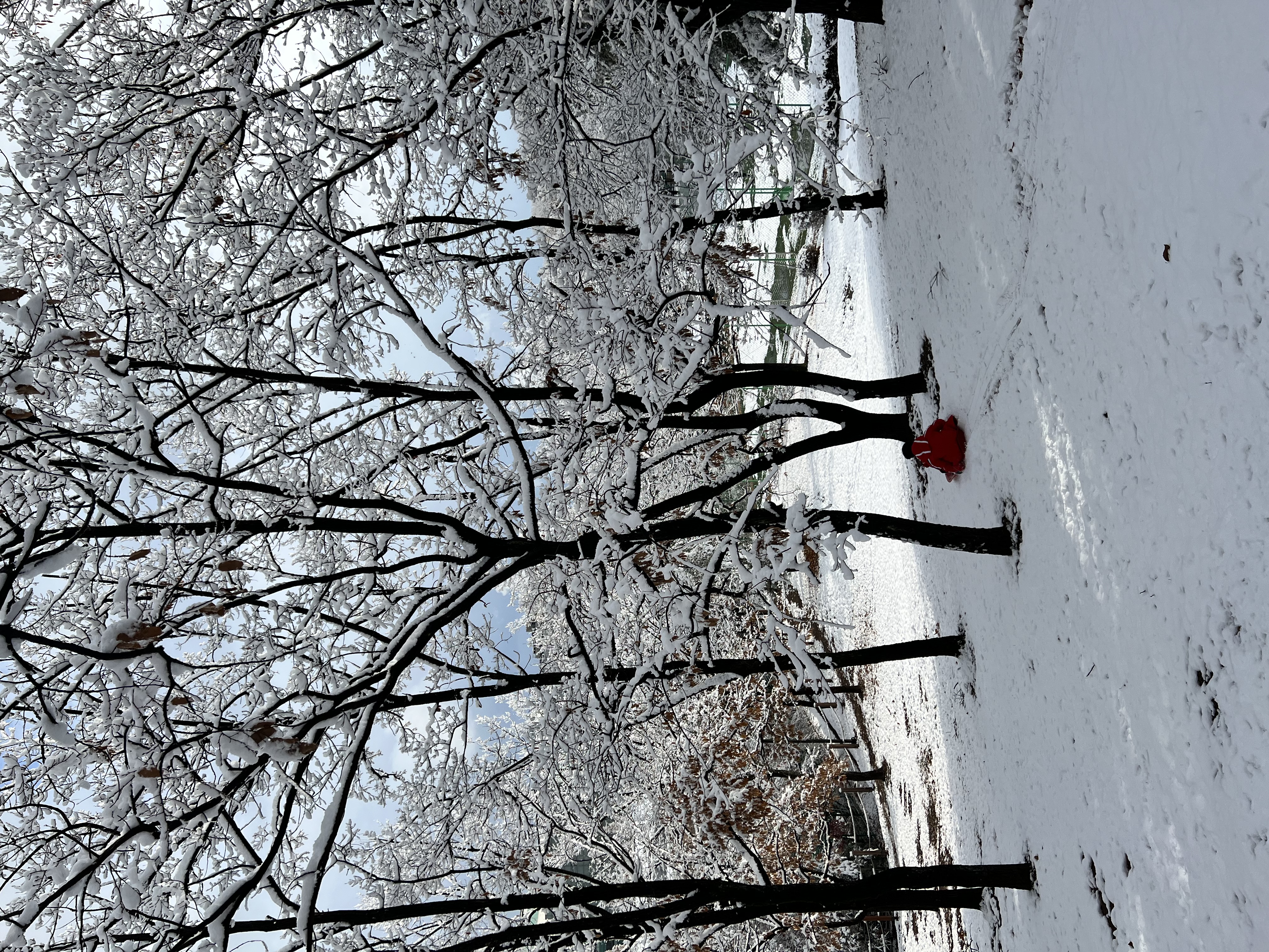 IMG_9237.jpeg