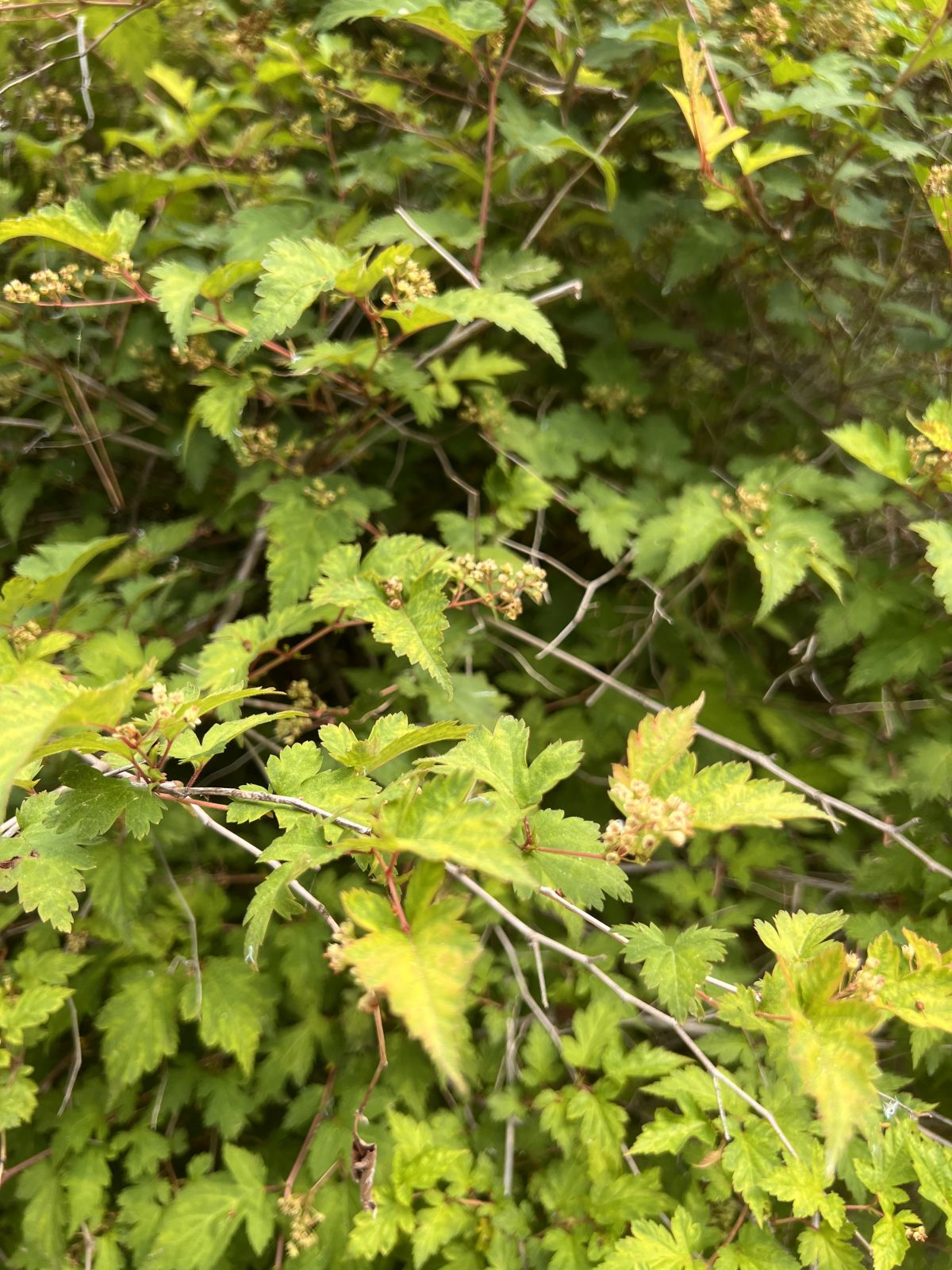 IMG_4481.jpeg